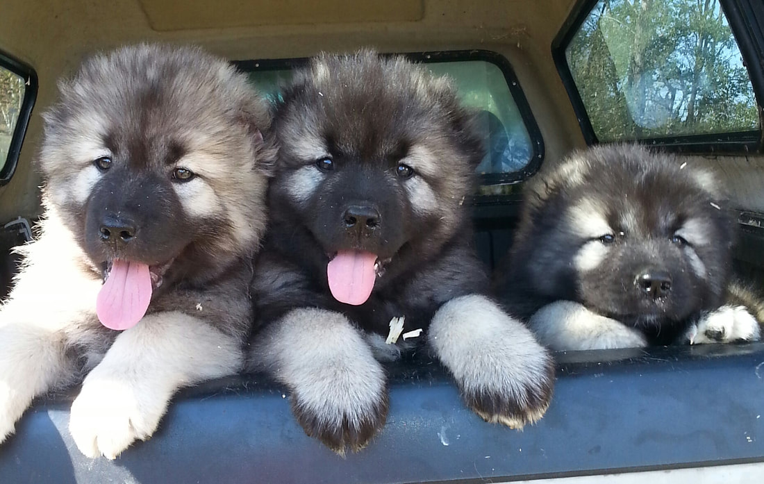 caucasian mountain puppies for sale
